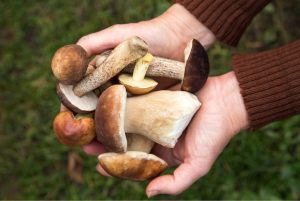 Initiation aux champignons sauvages du Québec