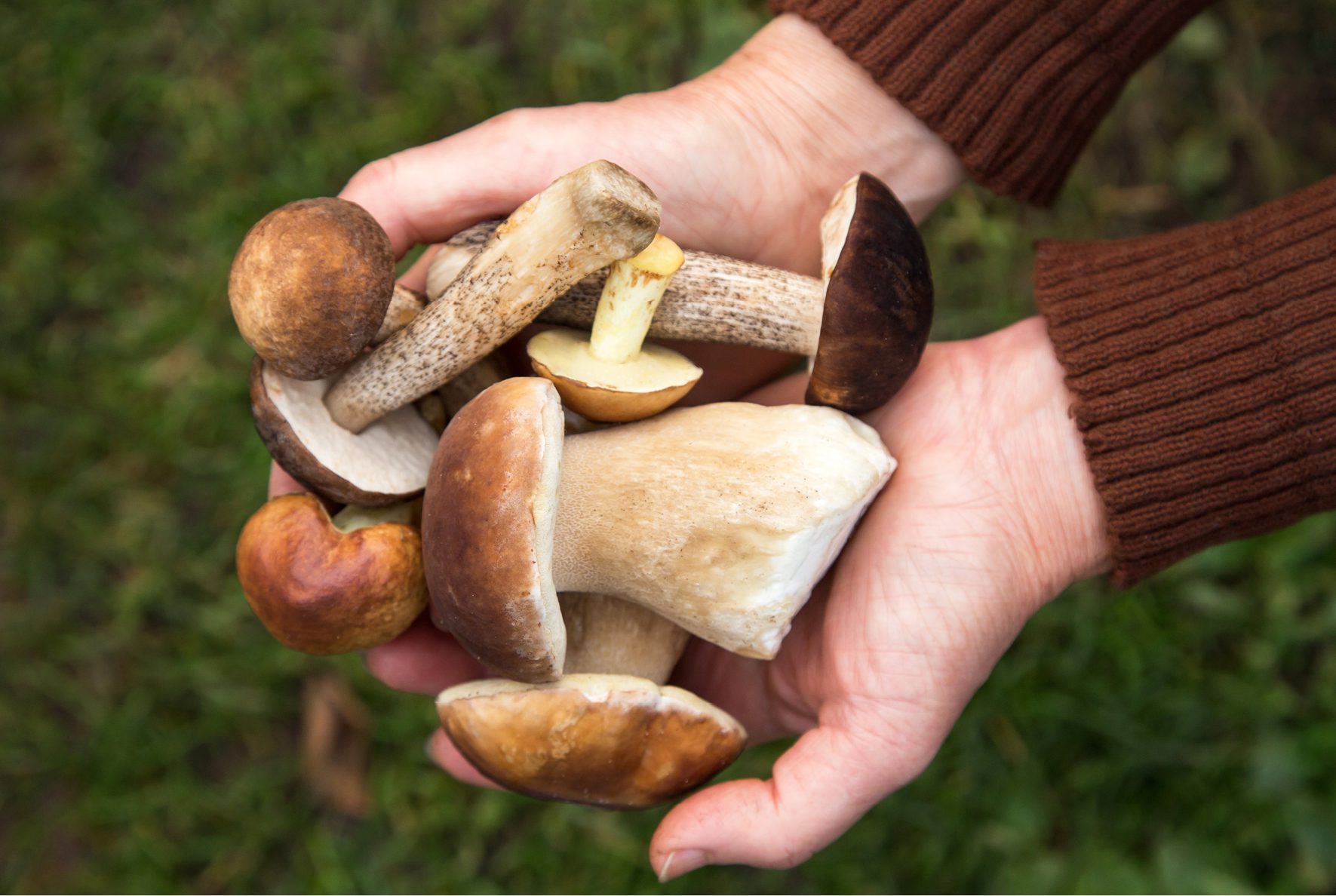 Image événement - Champignons sauvages