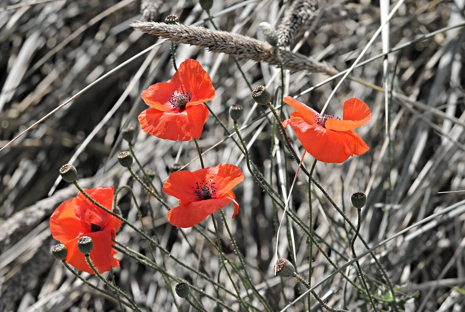 Image événement - Coquelicots rouges