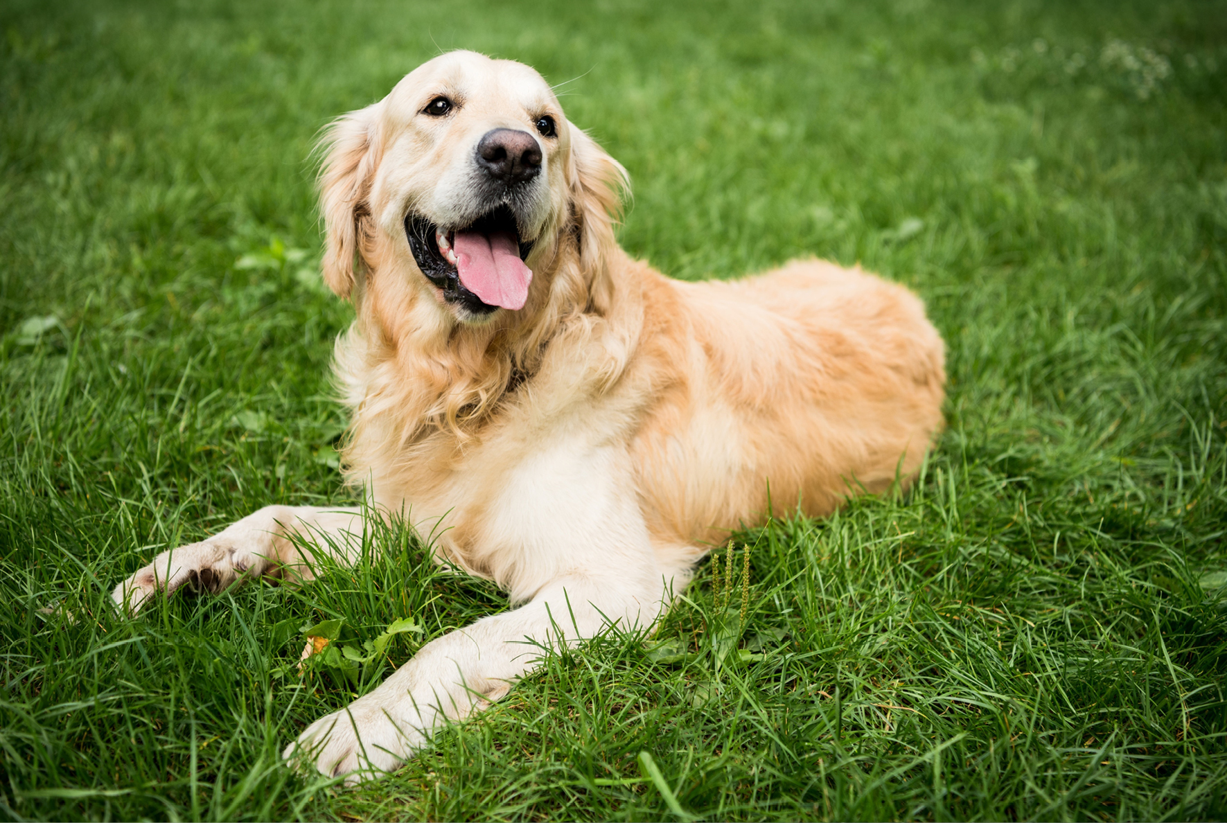 Image actualité - Aire exercice canin