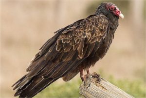 À la découverte des oiseaux de proie