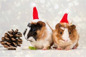 Le Noël des rongeurs